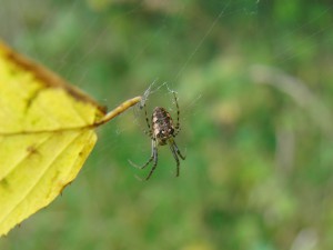 Spinne am gelben Laub Spinne am gelben Laub