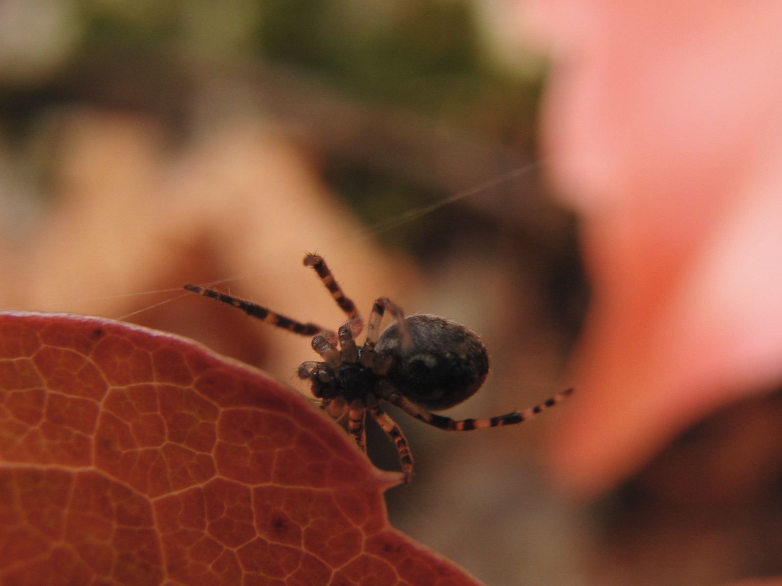 Spinne am roten Herbstblatt Spinne am roten Herbstblatt