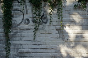 Beschmierte Mauer mit wilden Wein Beschmierte Mauer mit wilden Wein