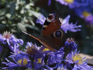 Herbstaster mit Tagpfauenauge Herbstaster mit Tagpfauenauge