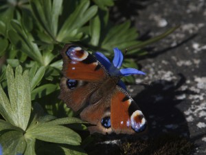 Pfauenauge an Sternhyazinthe Pfauenauge an Sternhyazinthe