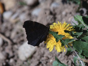 Pfauenauge auf Löwenzahn mit geschlossenen Flügel Pfauenauge auf Löwenzahn mit geschlossenen Flügel