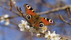 Pfauenauge auf Weichselblüte Pfauenauge auf Weichselblüte