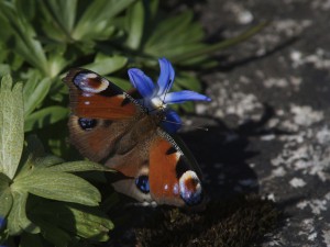 Tagpfauenauge an Sternhyazinthe Tagpfauenauge an Sternhyazinthe
