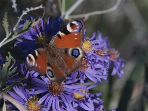 Tagpfauenauge auf Aster Tagpfauenauge auf Aster