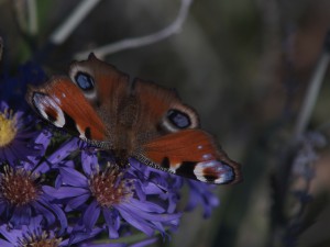 Tagpfauenauge auf Herbstaster Tagpfauenauge auf Herbstaster