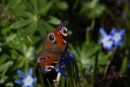 Tagpfauenauge im Frühling 