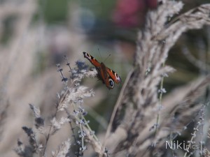 Tagpfauenauge im Herbst Tagpfauenauge im Herbst