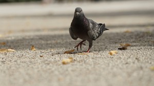 Auf gehts Auf gehts