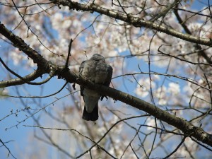 Mittagsschlaf im Frühling Mittagsschlaf im Frühling