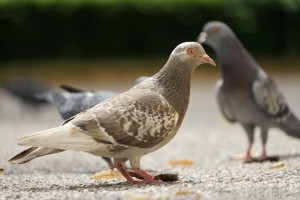 Schöne Taube Schöne Taube
