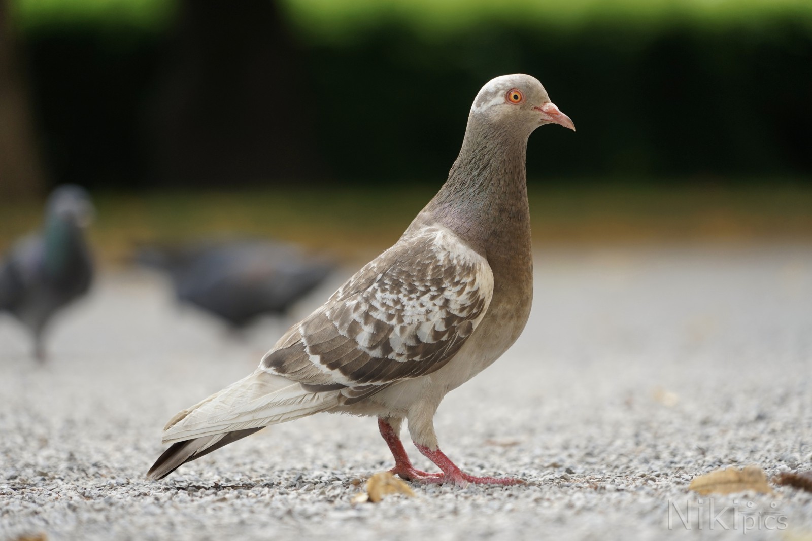 Stolze Taube  Stolze Taube