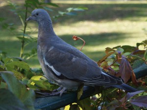 Taube im Park Taube im Park