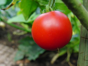 Rote Tomate noch an der Pflanze Rote Tomate noch an der Pflanze