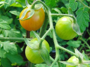 Tomatenrispe mit unreifen Tomaten Tomatenrispe mit unreifen Tomaten