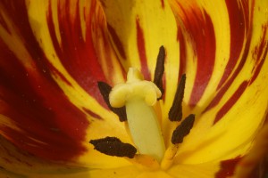 Blick in die Tulpe Blick in die Tulpe