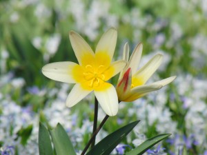 Gelb-weiße Zwergtulpe Gelb-weiße Zwergtulpe