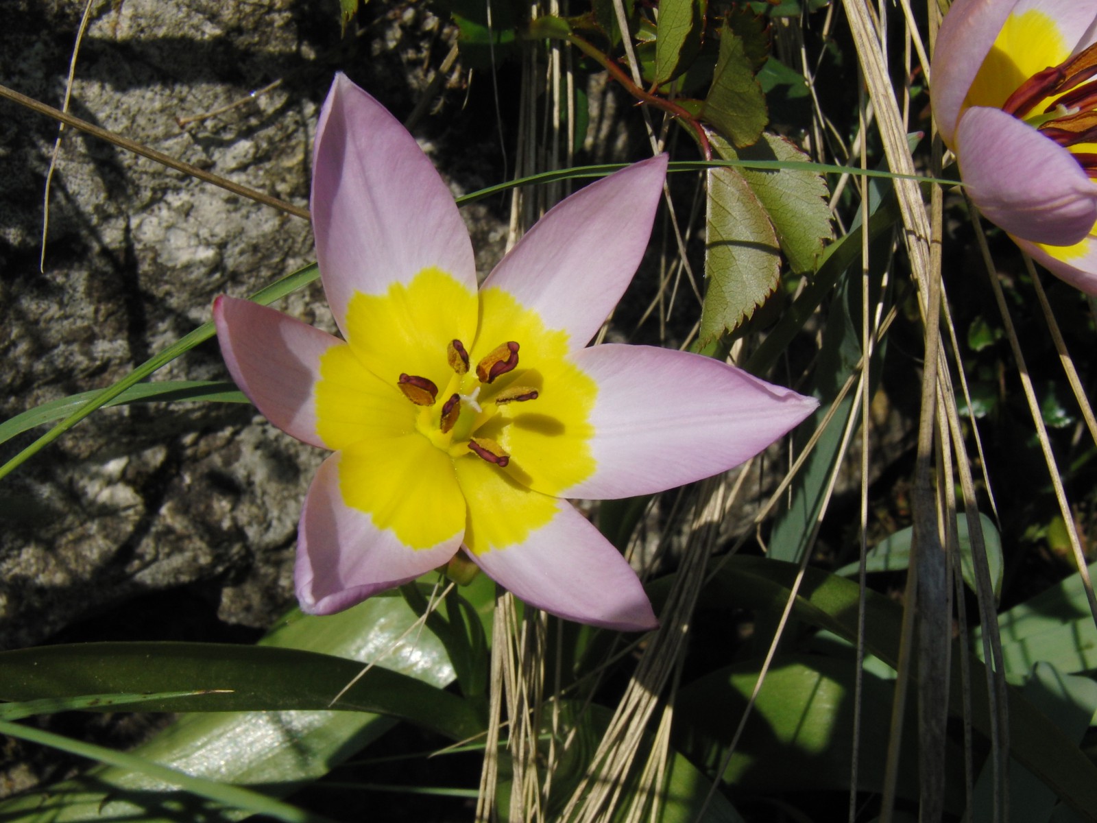 Zwergtulpe rosa gelb Zwergtulpe rosa gelb