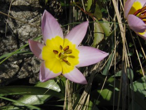 Zwergtulpe rosa gelb Zwergtulpe rosa gelb