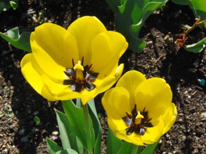 Gelbes Tulpenpaar Gelbes Tulpenpaar