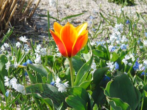 Kleine orange-gelbe Tulbe Kleine orange-gelbe Tulbe