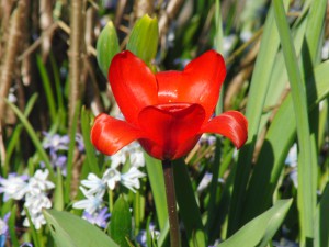 Kleine rote Tulpe Kleine rote Tulpe