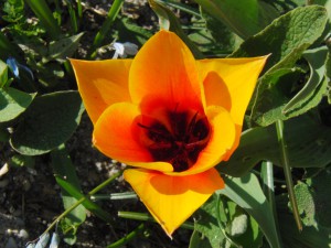 Orange-gelbe Tulbe solo Orange-gelbe Tulbe solo