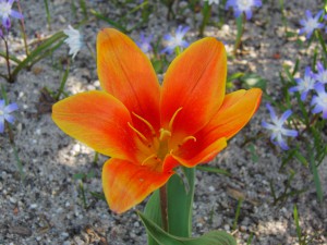 Orange Tulbe solo Orange Tulbe solo