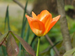 Orange Tulpe Orange Tulpe