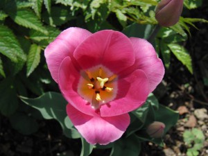 Rosa Tulpe Rosa Tulpe