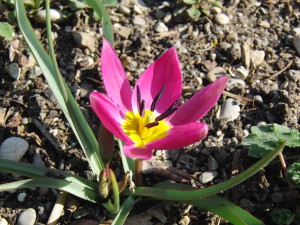 Rosa Zwergtulpe Rosa Zwergtulpe