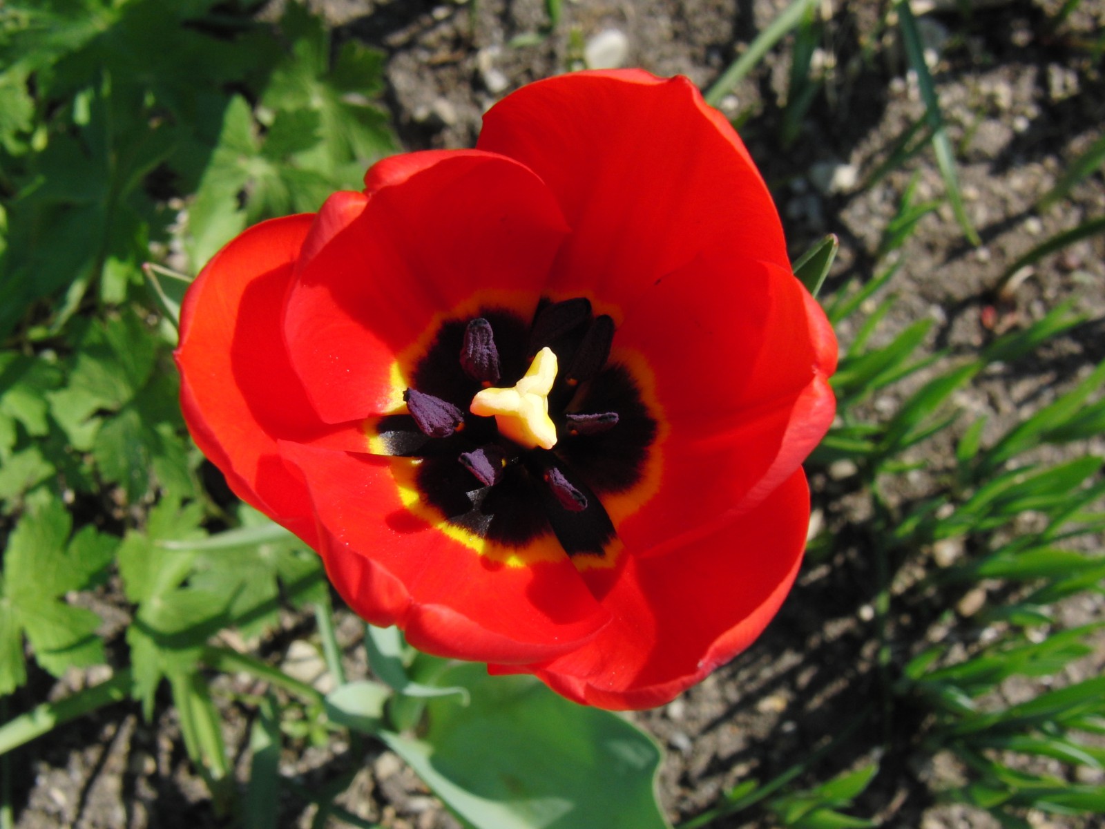Rote Tulpe Rote Tulpe