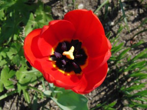 Rote Tulpe Rote Tulpe
