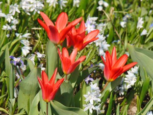 Rote Zwergtulpen Rote Zwergtulpen