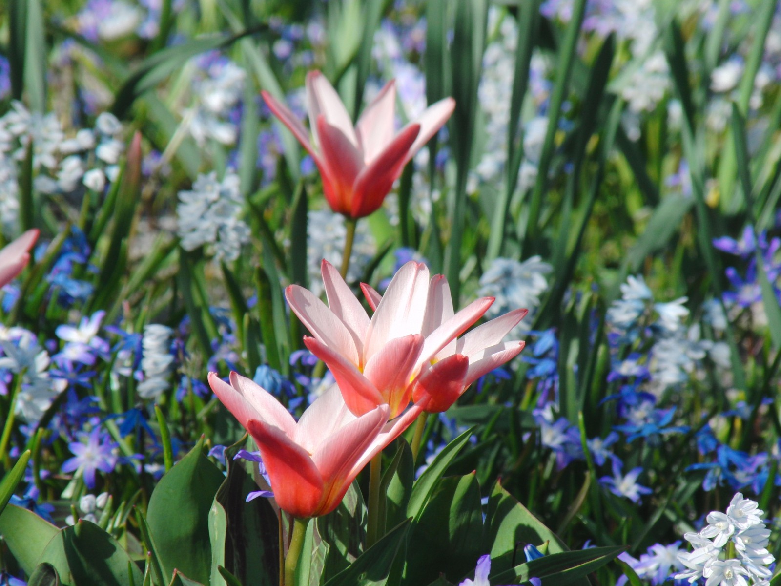 Rotweisse Zwergtulpen Rotweisse Zwergtulpen