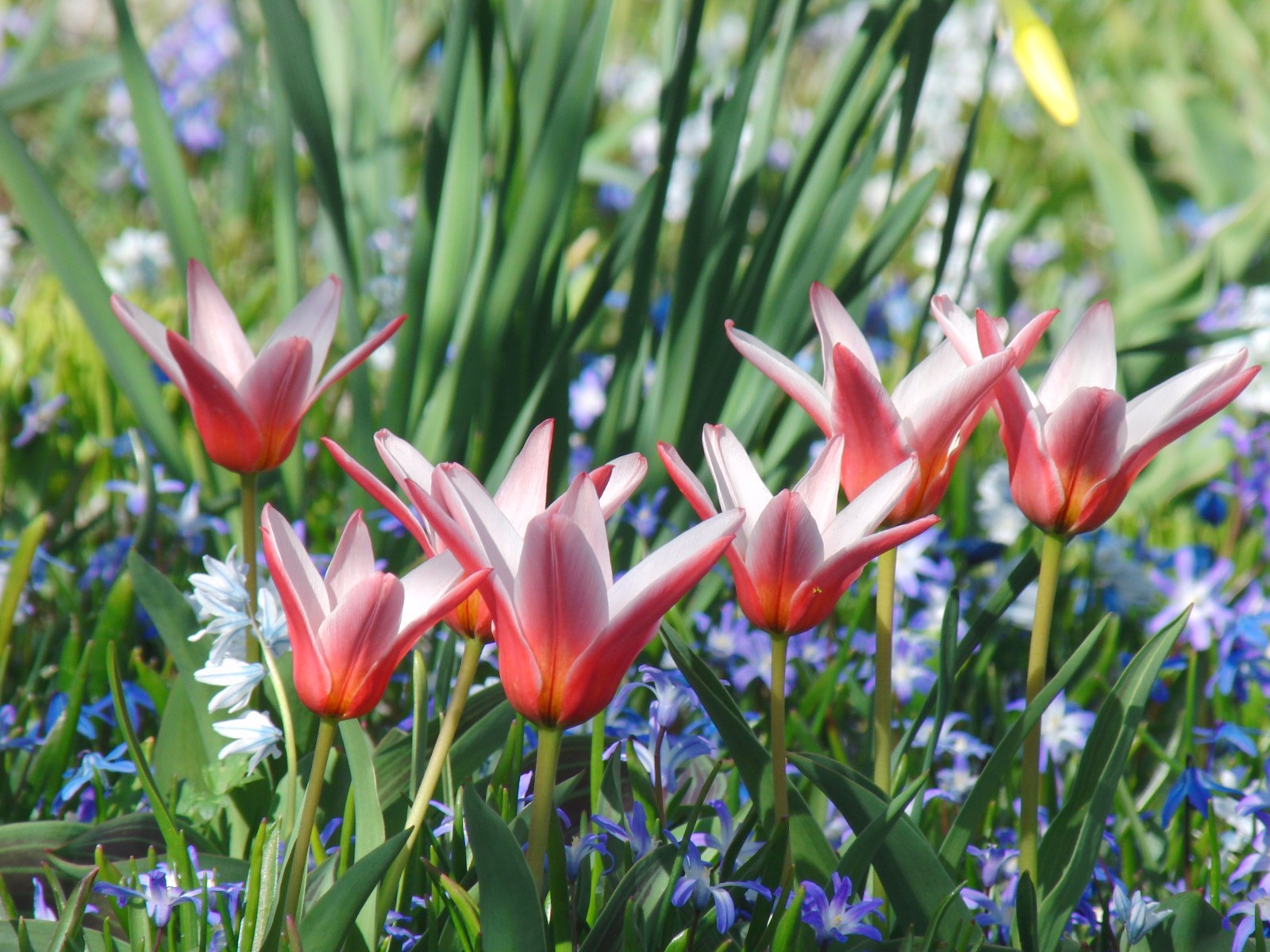 Rotweisse Zwergtulpengruppe Rotweisse Zwergtulpengruppe