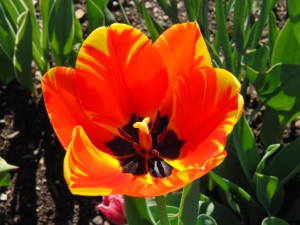 Tulpe orange Tulpe orange