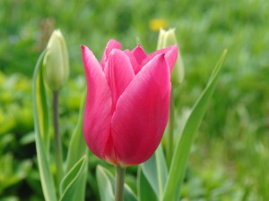 Tulpe pink 1 Tulpe pink 1