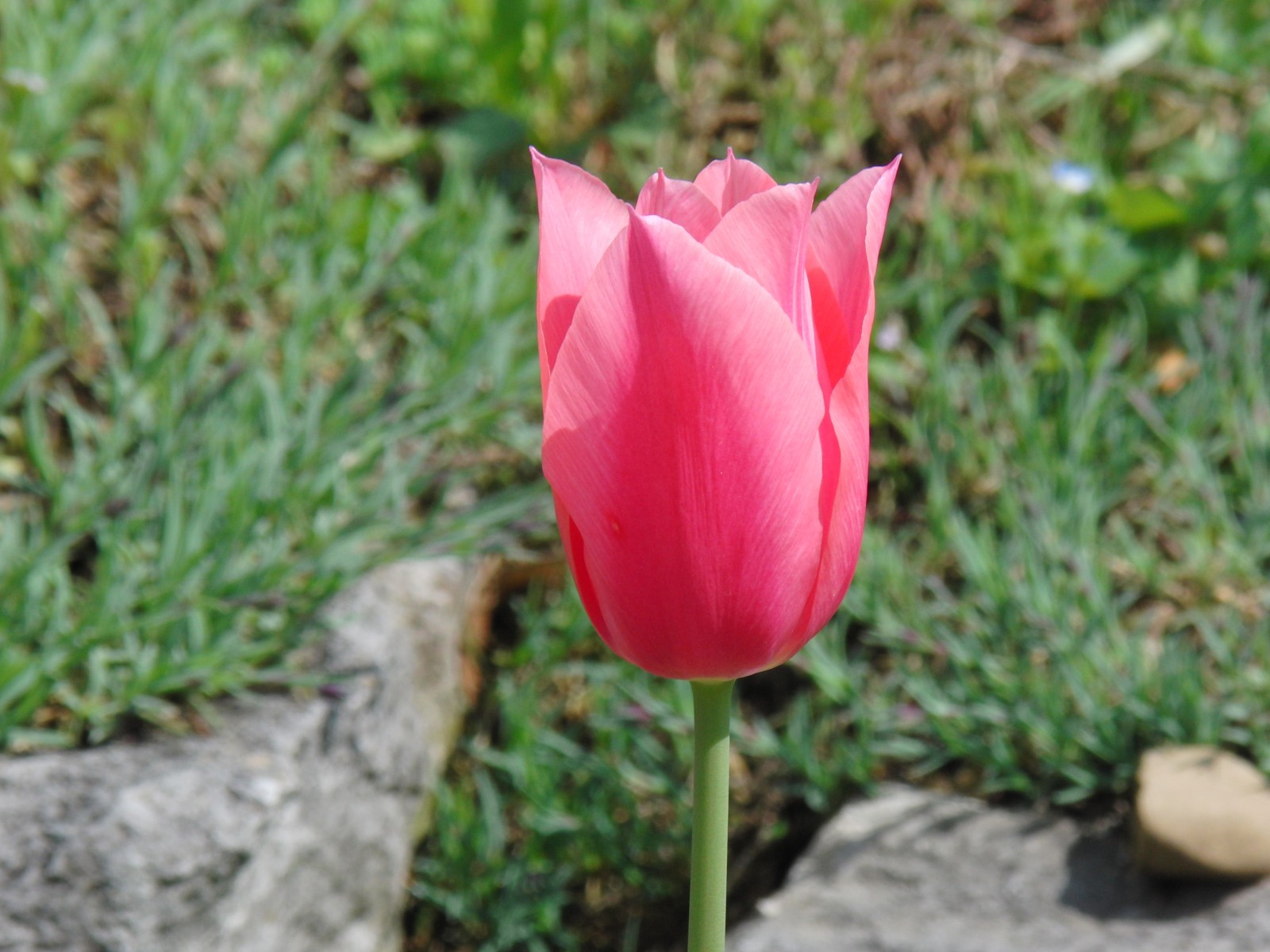 Tulpe pink 2 Tulpe pink 2