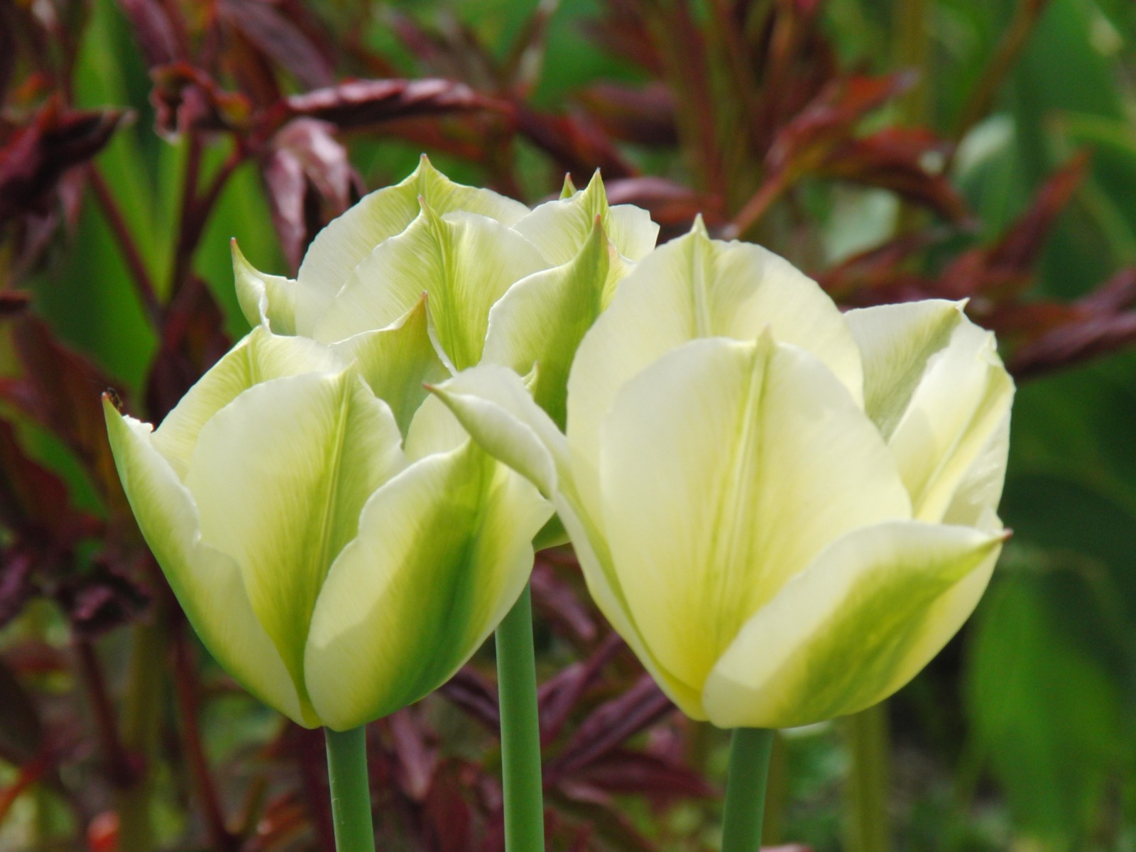 Tulpegruppe weiss-grün Tulpegruppe weiss-grün