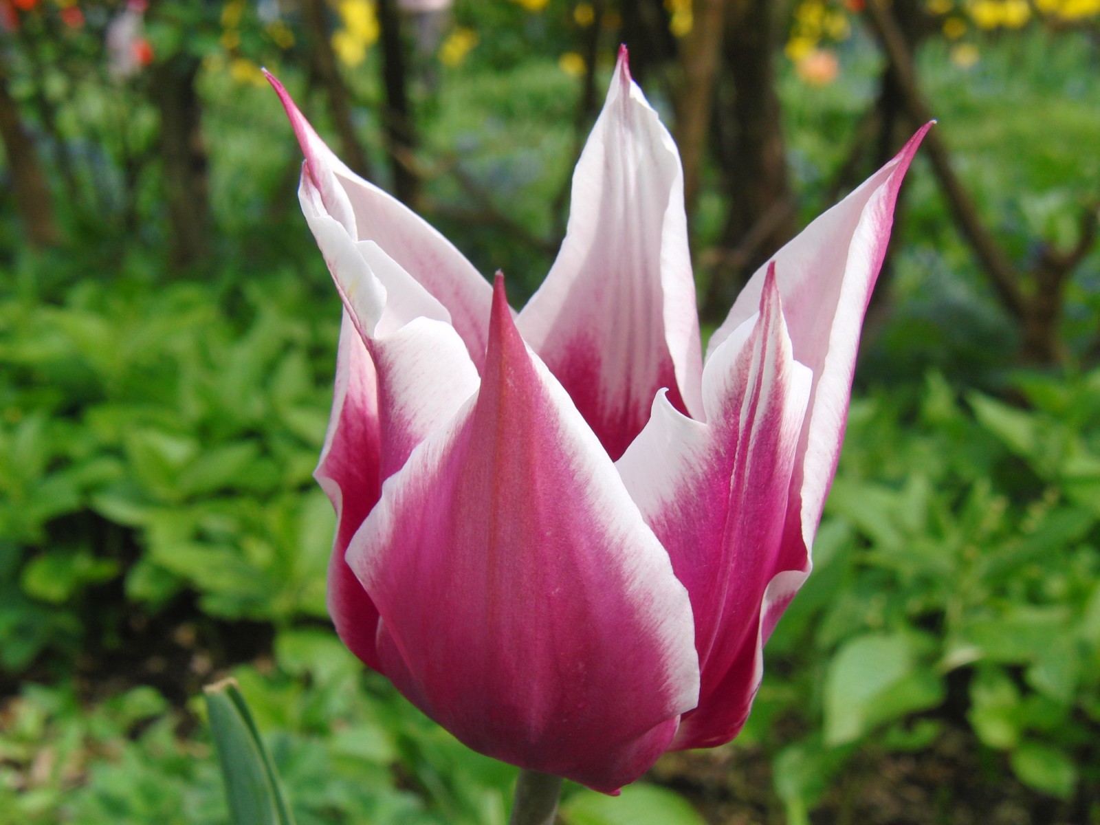Tulpe weiss-pink 1 Tulpe weiss-pink 1
