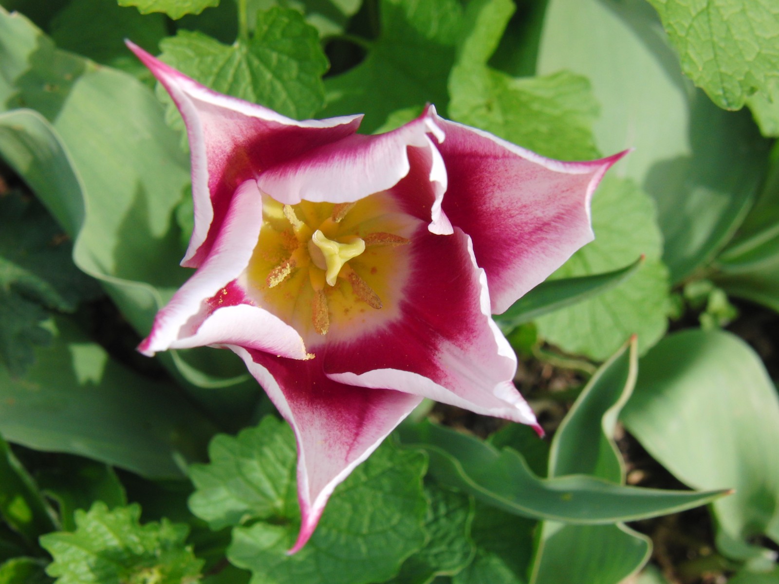 Tulpe weiss-pink 2 Tulpe weiss-pink 2