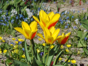 Tulpen gelb-orange Tulpen gelb-orange