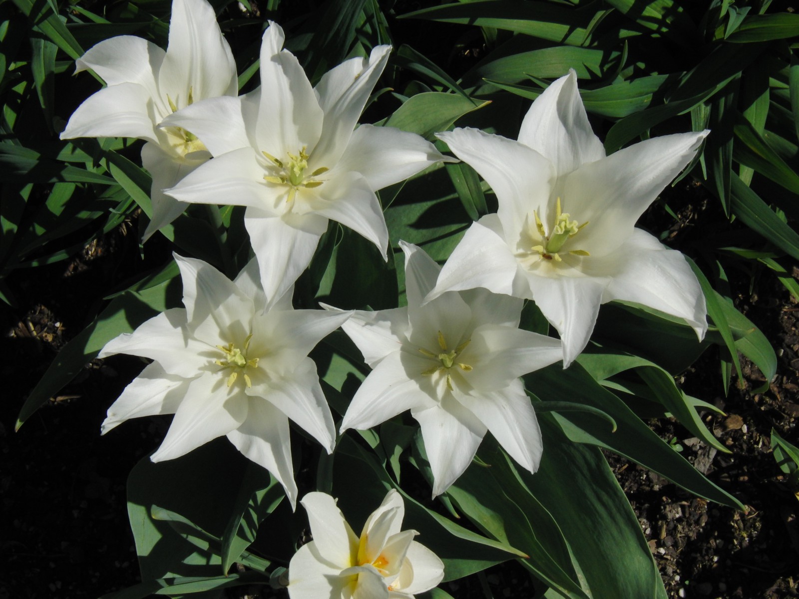 Tulpengruppe weiß Tulpengruppe weiß