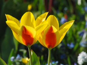 Tulpenpaar gelb-orange Tulpenpaar gelb-orange