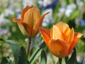 Tulpenpaar orange Tulpenpaar orange