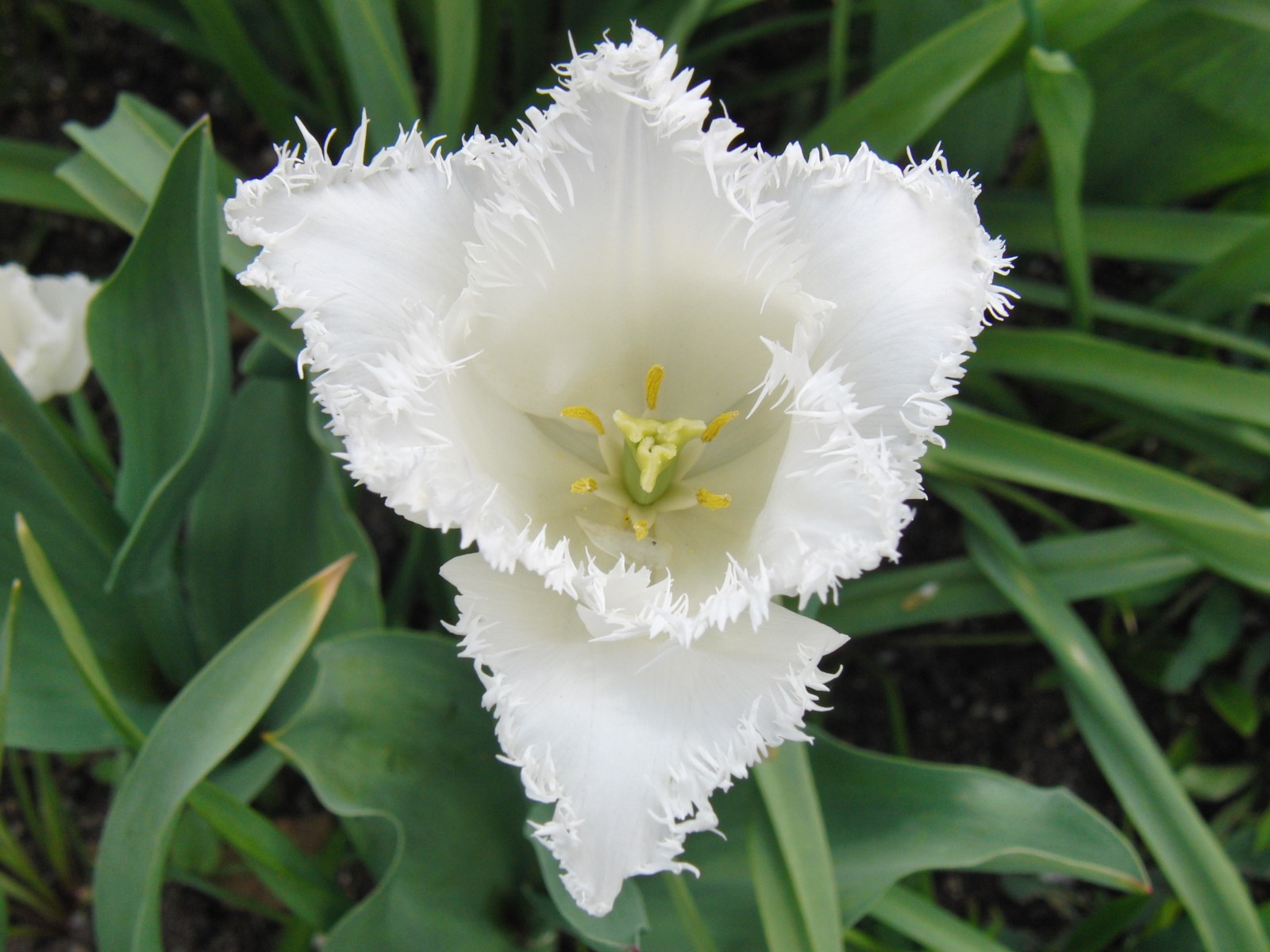 Weisse Federtulpe 1 Weisse Federtulpe 1