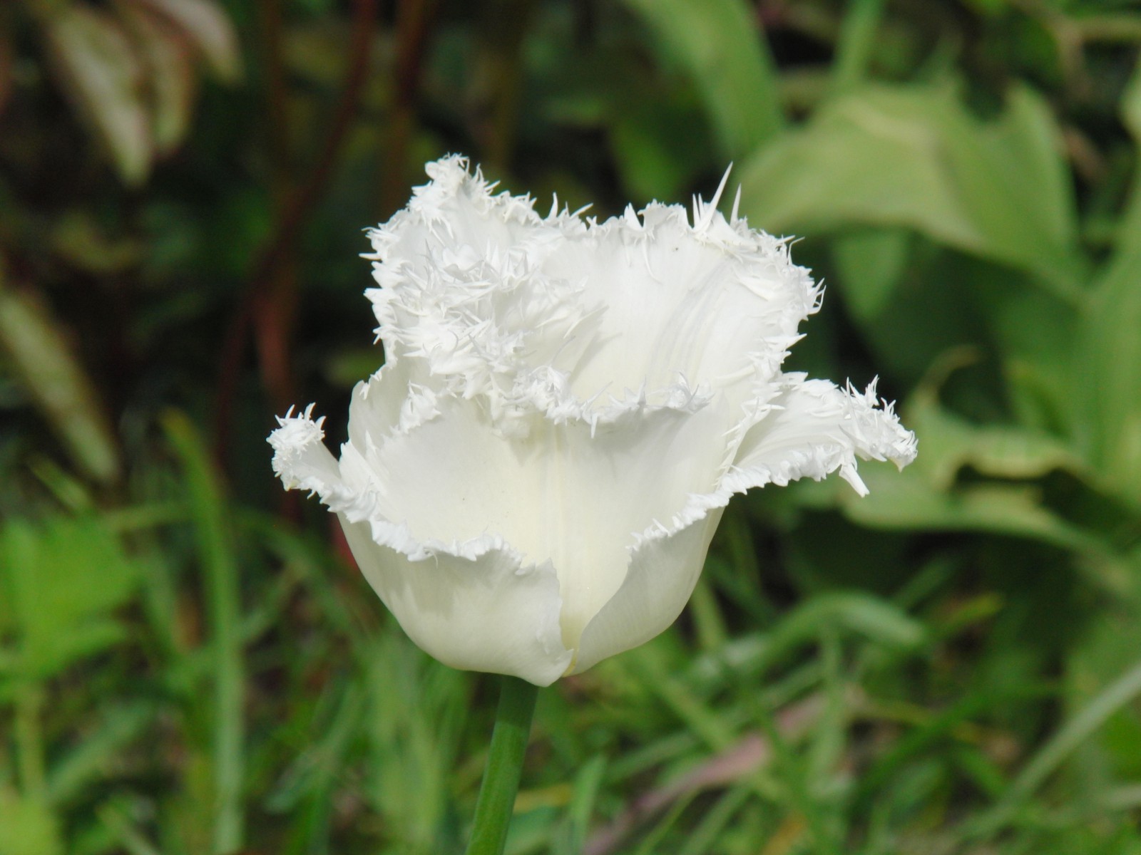 Weisse Federtulpe 2 Weisse Federtulpe 2