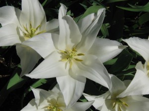 Weiße Tulpeblüte Weiße Tulpeblüte