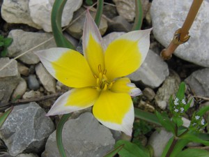 Zwergtulpe gelb-weiss Zwergtulpe gelb-weiss
